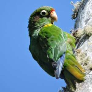 A wild Santa Marta Conure clings to a tree branch