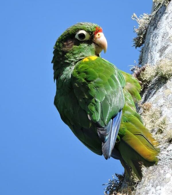 A wild Santa Marta Conure clings to a tree branch