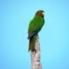 A wild Santa Marta Conure perches atop a tree