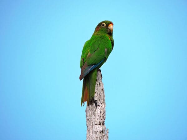A wild Santa Marta Conure perches atop a tree