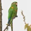 A wild Santa Marta Conure perches on a branch