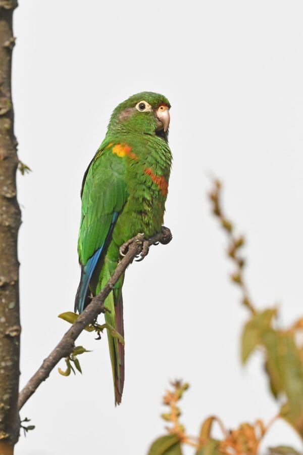 A wild Santa Marta Conure perches on a branch