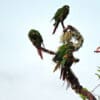 Wild Santa Marta Conures perch in a tree