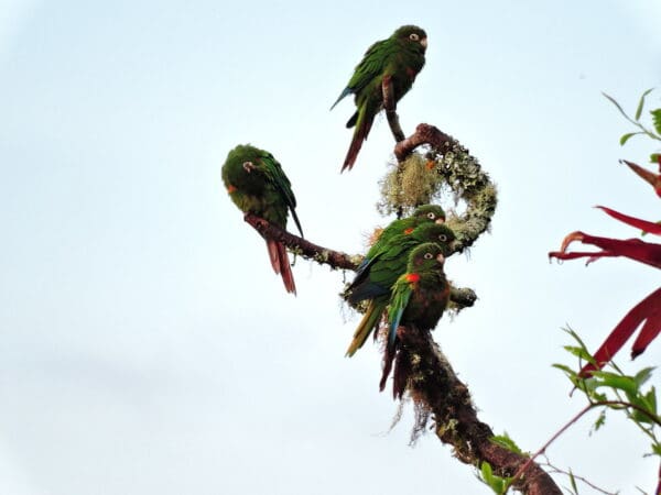Wild Santa Marta Conures perch in a tree