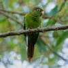 A wild Santa Marta Conure perches in a tree