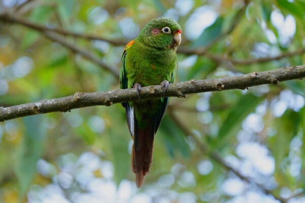 A wild Santa Marta Conure perches in a tree