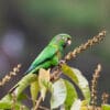 A wild Santa Marta Conure clings to a bush