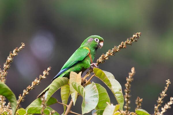 A wild Santa Marta Conure clings to a bush