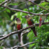 Wild Santarém Conures perch on a branch