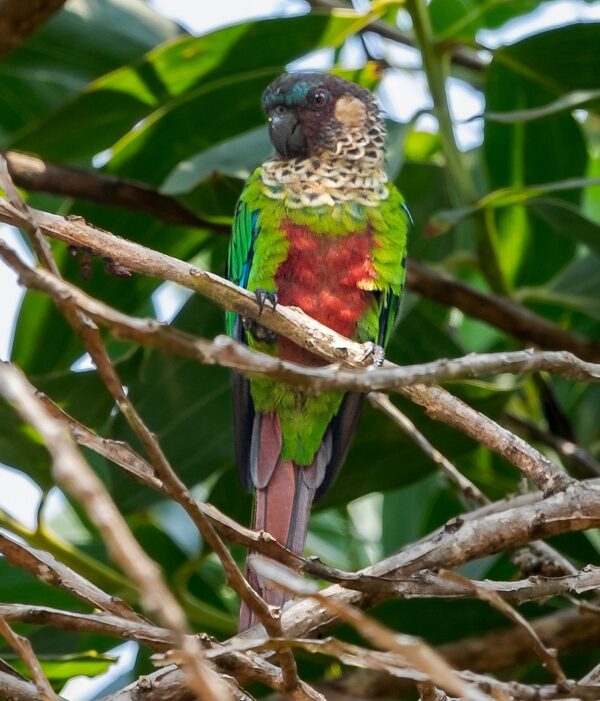 A wild Santarém Conure perches in a tree