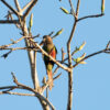 A wild Santarém Conure perches in a tree
