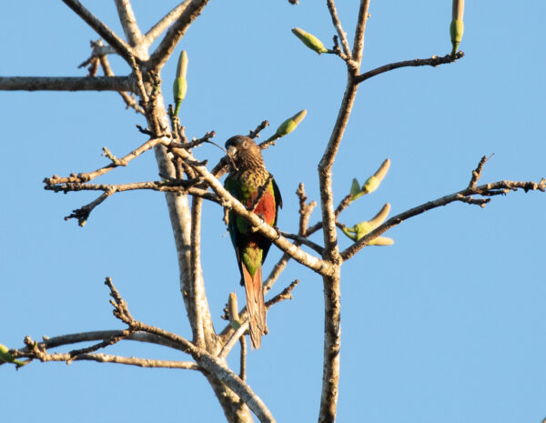 A wild Santarém Conure perches in a tree