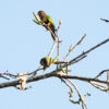 Wild Santarém Conures perch in a tree