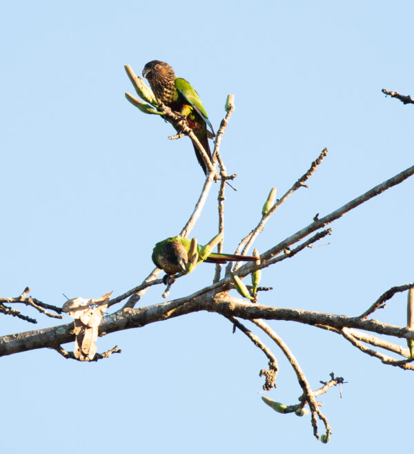 Wild Santarém Conures perch in a tree