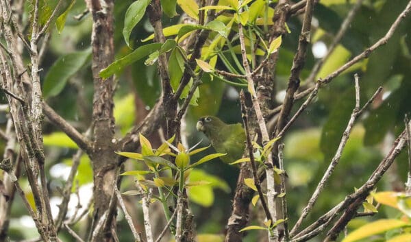 A wild Sapphire-rumped Parrotlet perches in a tree