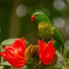 A wild Scaly-breasted Lorikeet perches amongst blossoms