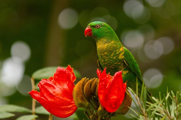 A wild Scaly-breasted Lorikeet perches amongst blossoms