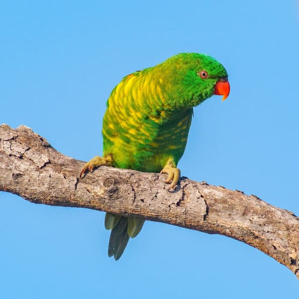 A wild Scaly-breasted Lorikeet perches on a branch