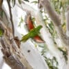Scaly-breasted Lorikeets at a nest site