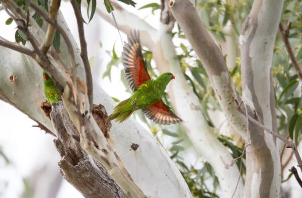 Scaly-breasted Lorikeets at a nest site