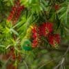 A wild Scaly-breasted Lorikeet forages for nectar
