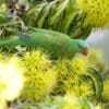 A wild Scaly-breasted Lorikeet forages in blossoms