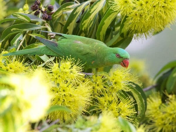 A wild Scaly-breasted Lorikeet forages in blossoms