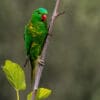 A wild Scaly-breasted Lorikeet clings to a branch