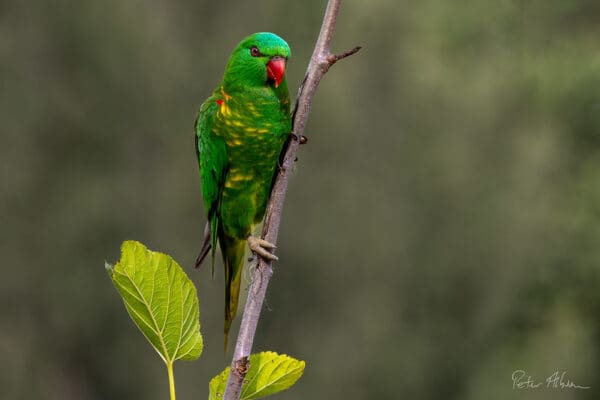 A wild Scaly-breasted Lorikeet clings to a branch