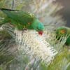 Wild Scaly-breasted Lorikeets forage for nectar