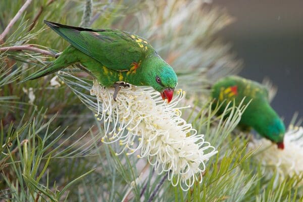 Wild Scaly-breasted Lorikeets forage for nectar