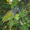 A wild Scaly-headed Parrot feeds in a tree