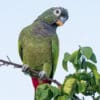 A wild Scaly-headed Parrot perches in a tree