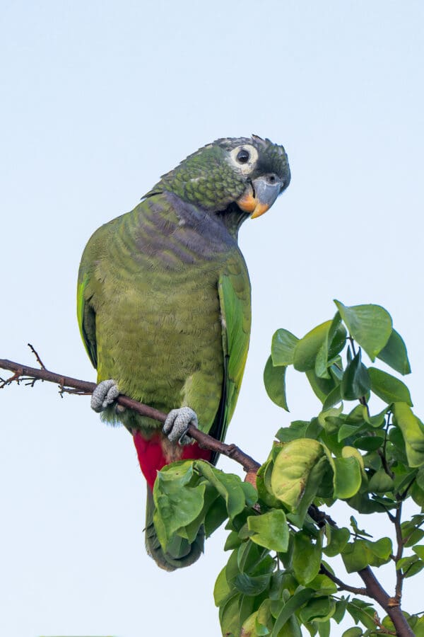 A wild Scaly-headed Parrot perches in a tree