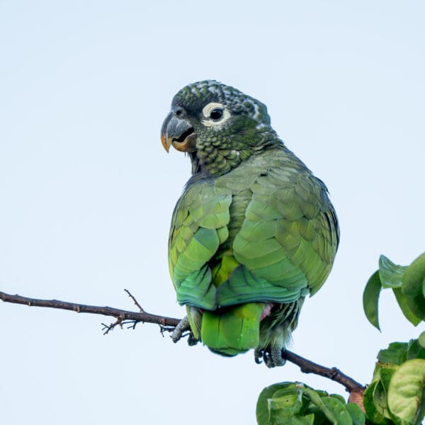 A wild Scaly-headed Parrot perches in a tree