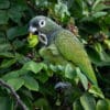 A wild Scaly-headed Parrot feeds in a tree