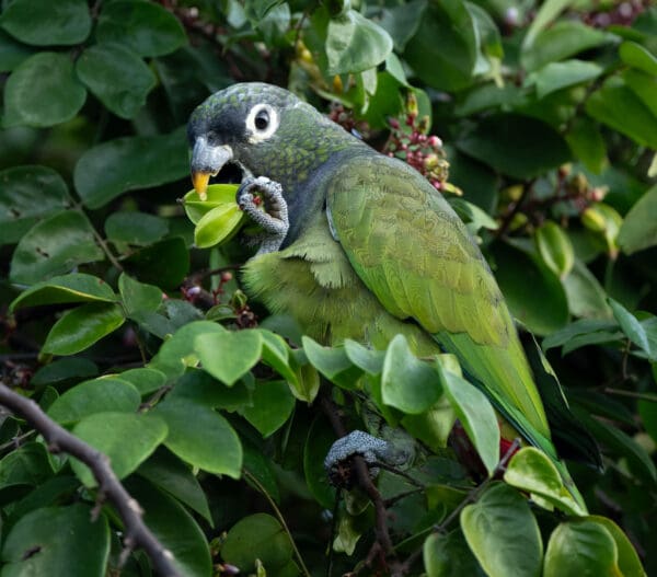 A wild Scaly-headed Parrot feeds in a tree