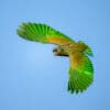 A Scaly-headed Parrot in flight