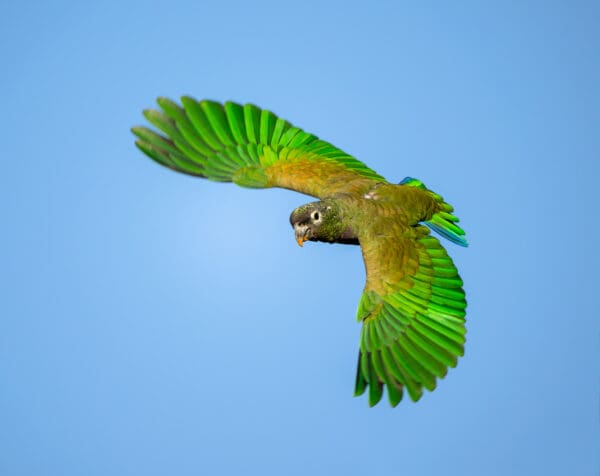 A Scaly-headed Parrot in flight