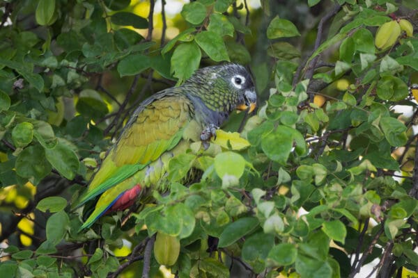 A wild Scaly-headed Parrot feeds in a tree