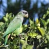 A wild Scaly-headed Parrot perches in a tree