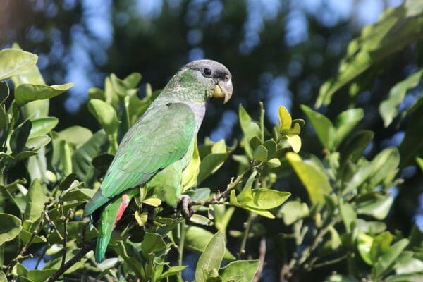 A wild Scaly-headed Parrot perches in a tree