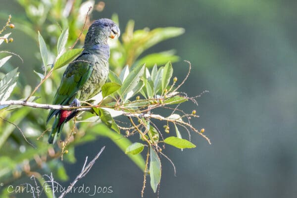 A wild Scaly-headed Parrot perches in a tree
