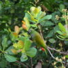 A wild Scaly-headed Parrot feeds