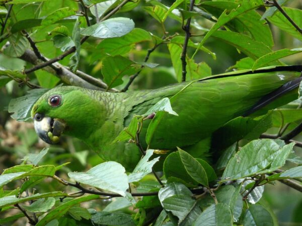 A wild Scaly-naped Amazon crawls in foliage