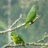 Wild Scaly-naped Amazons perch on a branch