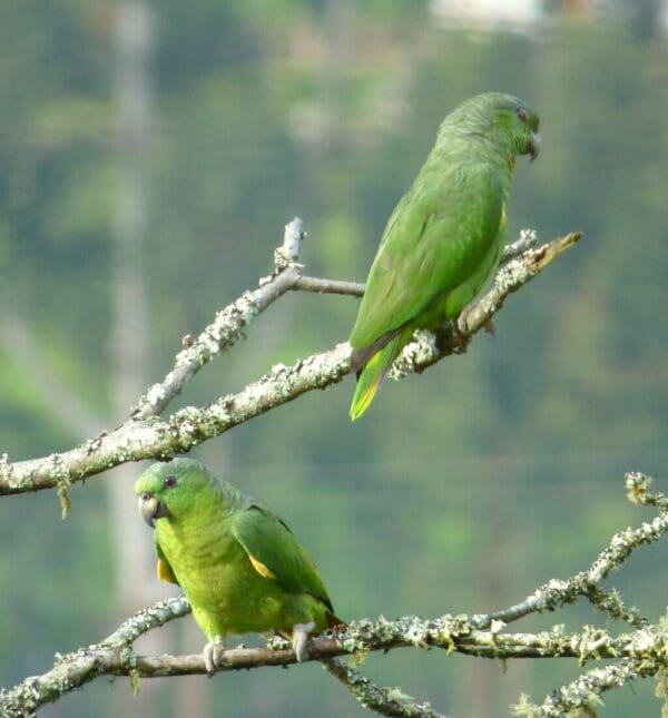 Wild Scaly-naped Amazons perch on a branch