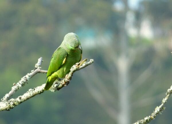 A wild Scaly-naped Amazon peers at something interesting