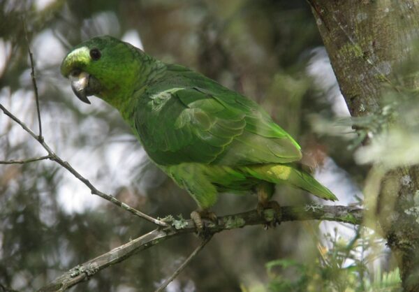 A wild Scaly-naped Amazon perches in a shady tree