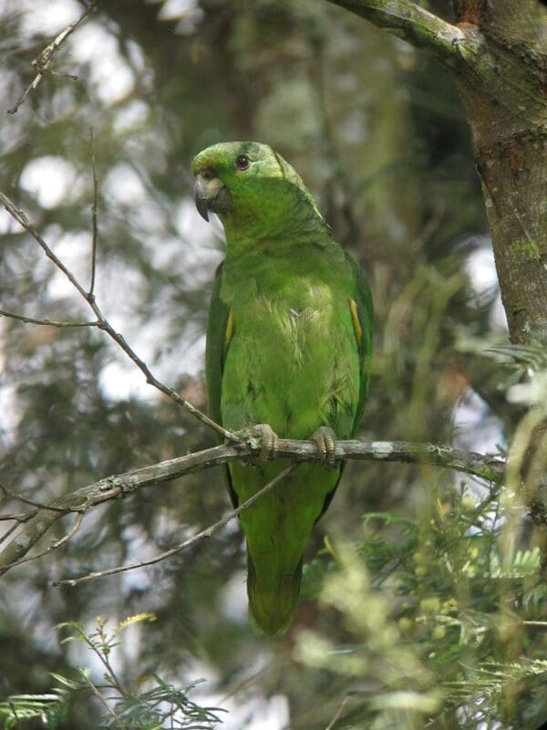 A wild Scaly-naped Amazon perches on a twig